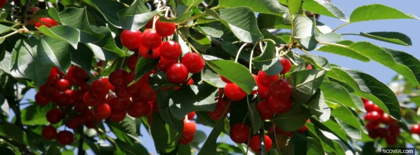 Photo cherry tree nature Facebook Cover for Free
