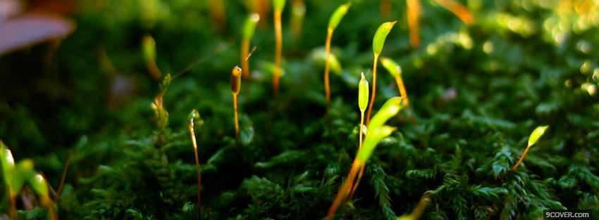 Photo growing plants nature Facebook Cover for Free