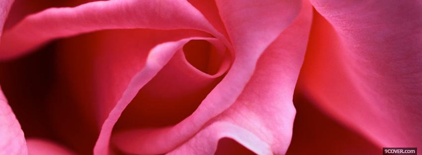 Photo elegant rose nature Facebook Cover for Free