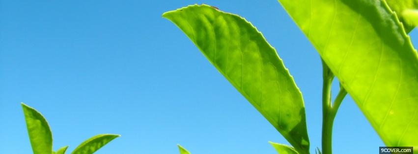 Photo big green leaves nature Facebook Cover for Free