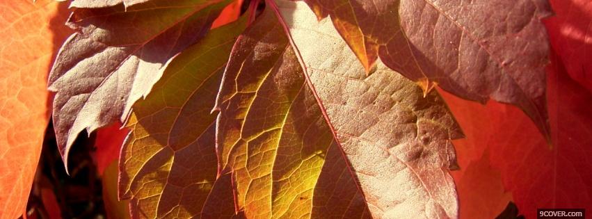 Photo fall leaves nature Facebook Cover for Free