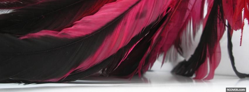 Photo fusia feathers nature Facebook Cover for Free