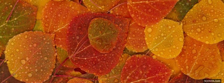 Photo fall colors nature Facebook Cover for Free