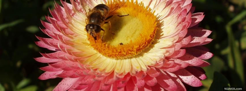 Photo bee and pink flower nature Facebook Cover for Free