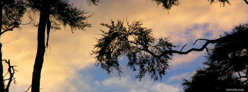 Photo large trees nature Facebook Cover for Free