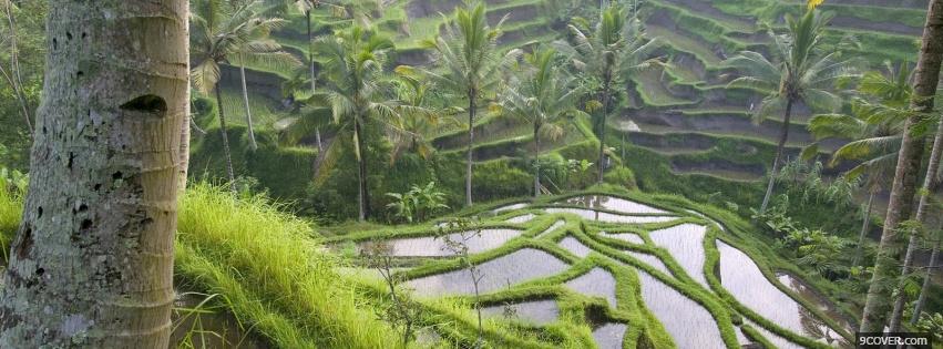 Photo bali rice fields nature Facebook Cover for Free