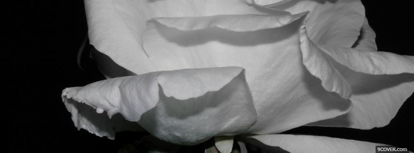 Photo black and white rose Facebook Cover for Free