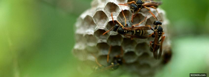 Photo insects bees nature Facebook Cover for Free