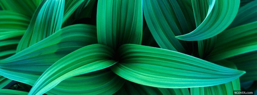 Photo leaves grass nature Facebook Cover for Free