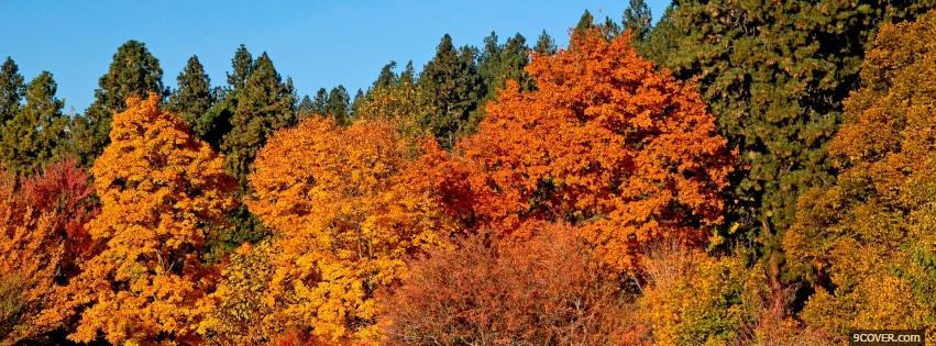 Photo autumn trees nature Facebook Cover for Free