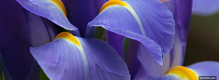 Photo blue petals nature Facebook Cover for Free
