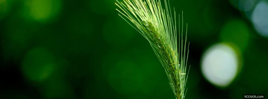 Photo green wheat nature Facebook Cover for Free