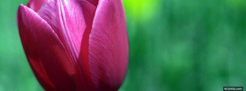 Photo normal pink tulip nature Facebook Cover for Free