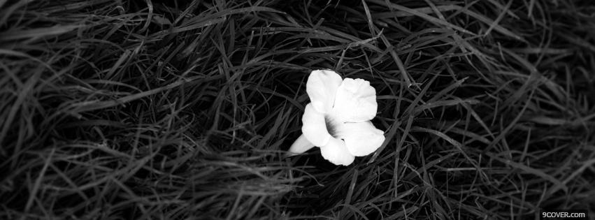 Photo black and white flower Facebook Cover for Free