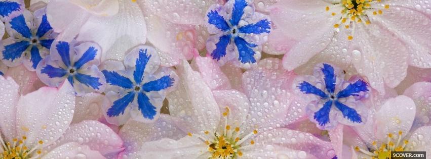 Photo blue white sparkly flowers Facebook Cover for Free