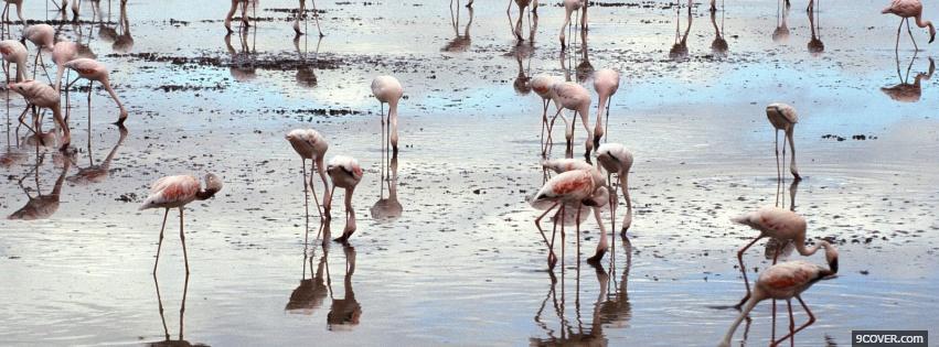 Photo flamingos in water nature Facebook Cover for Free