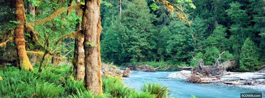 Photo bright rainforest nature Facebook Cover for Free