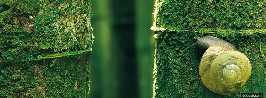 Photo forest snail nature Facebook Cover for Free
