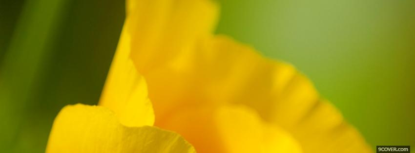 Photo bright petals nature Facebook Cover for Free