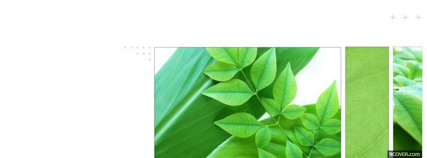 Photo little leaves nature Facebook Cover for Free