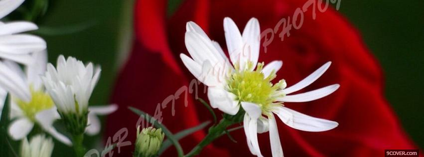 Photo nice white flowers nature Facebook Cover for Free
