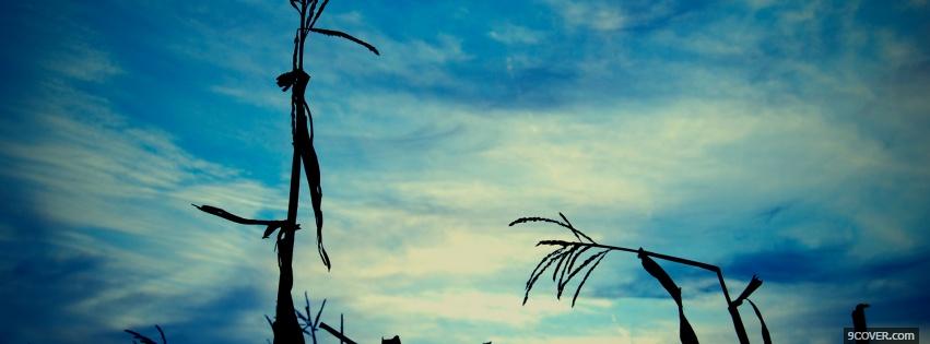 Photo broken dried plants nature Facebook Cover for Free