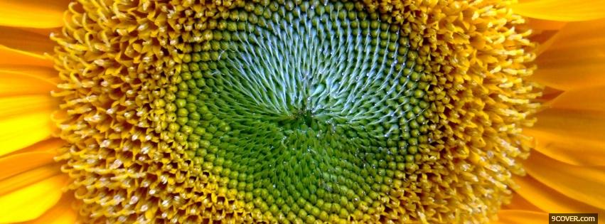 Photo close up sunflower nature Facebook Cover for Free