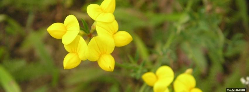 Photo cute lil flowers nature Facebook Cover for Free