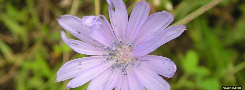 Photo light purple flower nature Facebook Cover for Free