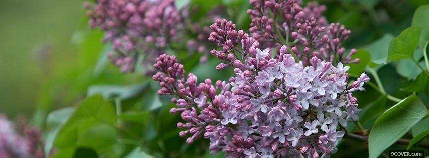 Photo lilac flowers nature Facebook Cover for Free