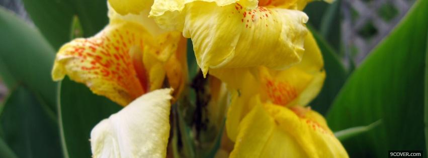 Photo flowers yellow nature Facebook Cover for Free