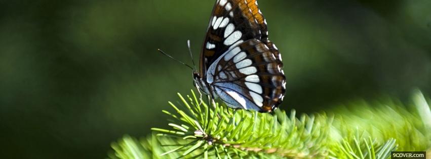 Photo butterfly and greens nature Facebook Cover for Free