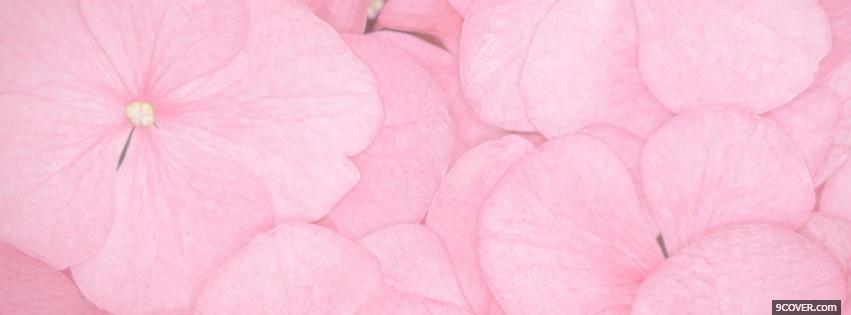 Photo baby pink flowers nature Facebook Cover for Free