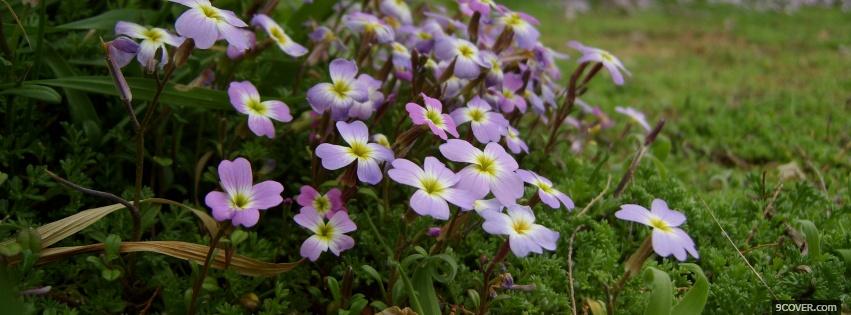 Cute Light Purple Flowers Photo Facebook Cover