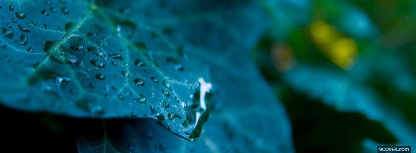 Photo gloomy leaves nature Facebook Cover for Free
