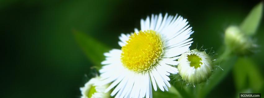 Photo little daisy nature Facebook Cover for Free