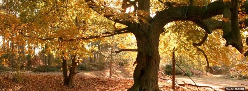 Photo gold leaves nature Facebook Cover for Free