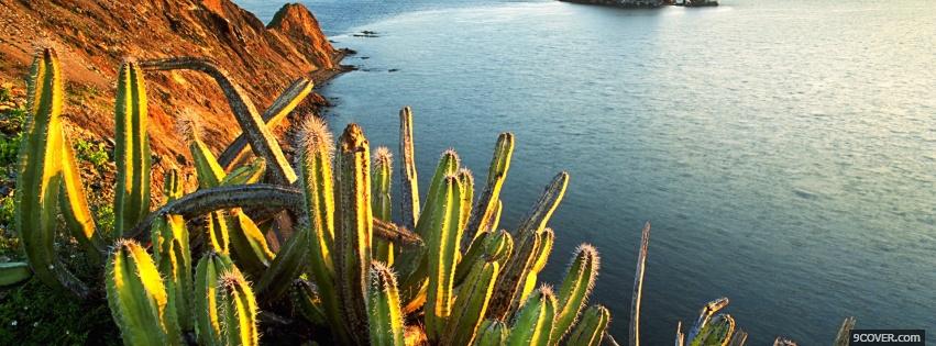 Photo ocean and cactus nature Facebook Cover for Free