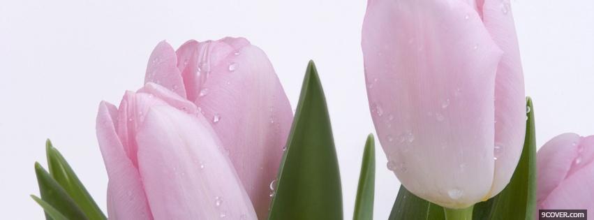 Photo lovely pink buds nature Facebook Cover for Free