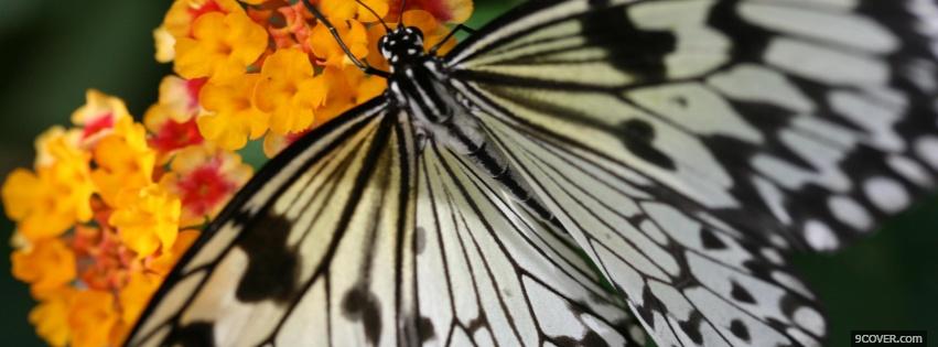 Photo butterfly nature Facebook Cover for Free