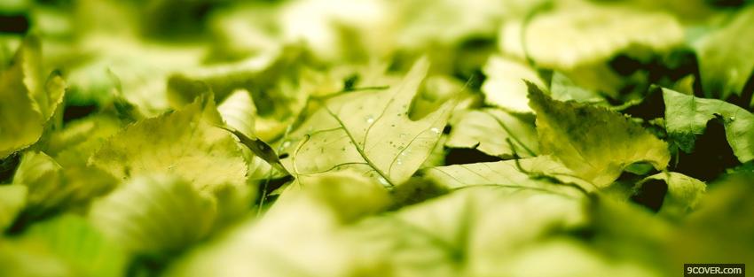 Photo fallen green leaves nature Facebook Cover for Free