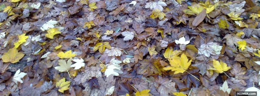 Photo fallen leaves nature Facebook Cover for Free