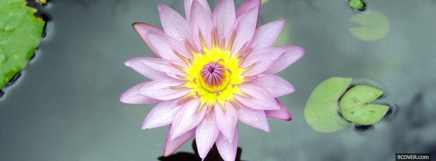 Photo lotus flower nature Facebook Cover for Free