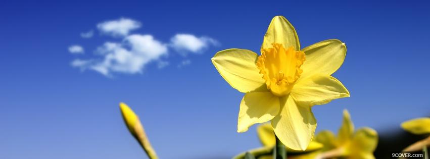 Photo daffodils flowers nature Facebook Cover for Free