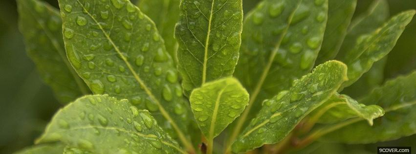 Photo green wet plant nature Facebook Cover for Free