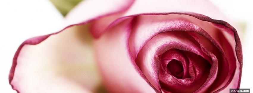 Photo light pink rose nature Facebook Cover for Free