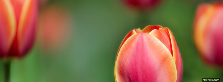 Photo cute tulips nature Facebook Cover for Free