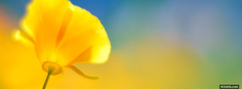 Photo little flower nature Facebook Cover for Free