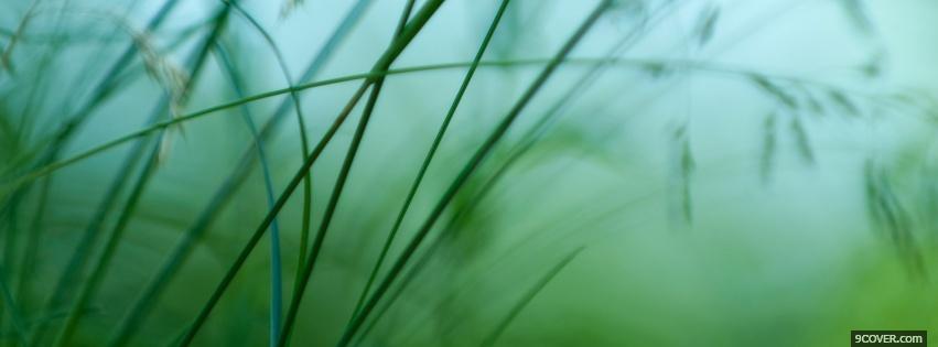 Photo little grass nature Facebook Cover for Free