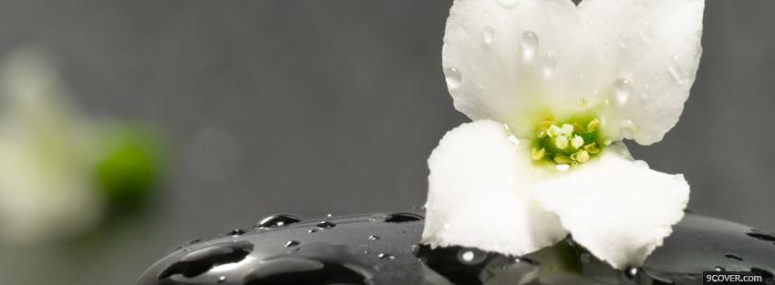 Photo little white flower nature Facebook Cover for Free